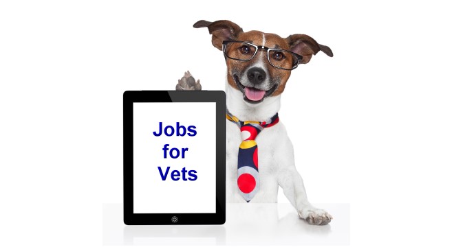 Veterinarians Looking for Work